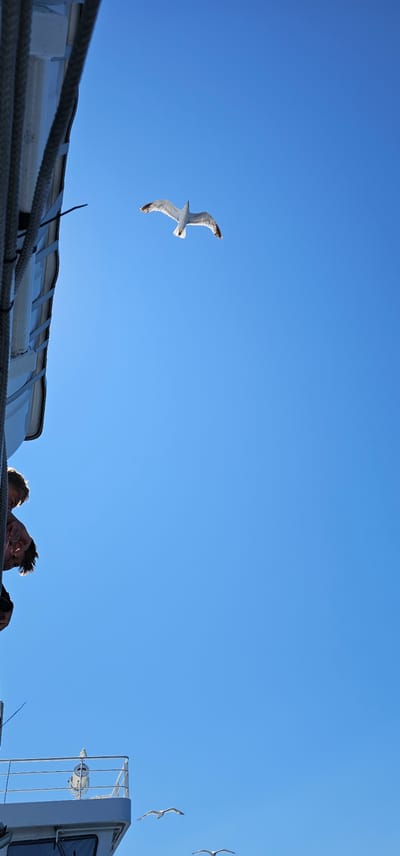 The image captures a bright, clear day with a deep blue sky. The scene appears to be from the deck of a boat or ferry, as indicated by the railing and ropes in the foreground, and the white structure of the vessel to the right. Two people are visible on the deck, looking up and to the right. Their faces are partially obscured by the sun's glare and their hairstyles suggest they are young adults. The sky is dominated by a large seagull in mid-flight, its wings outstretched. In the distance, to the right, two more seagulls are also flying, one slightly higher than the other. The sunlight suggests it is daytime, likely morning or afternoon, with fair weather conditions. The view is looking upwards, emphasizing the vastness of the sky and the freedom of the birds in flight. The overall mood is serene and evokes a sense of travel and natural beauty. The location context provided is Supetar, Croatia, which aligns with a maritime setting.