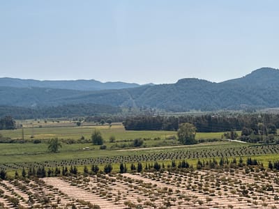 The image depicts a landscape near Ula, Turkey. The foreground features a mountainous range with a densely forested area at its base. Above the trees is a mix of agricultural land, including fields of crops and rows of trees. In the upper portion of the image, there is what appears to be a large plantation or nursery with rows of small trees or plants. A clear sky occupies the bottom half of the image.