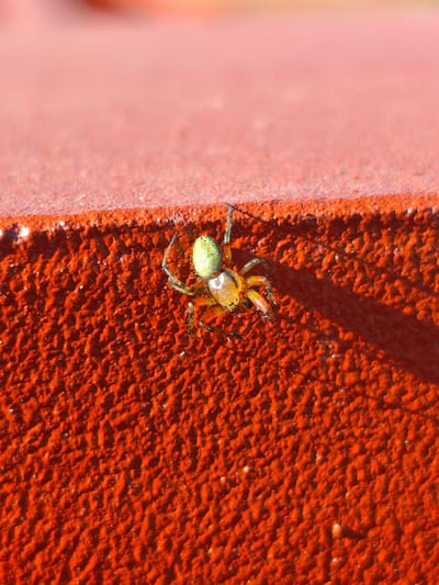 A small, vibrant green and orange spider is perched on a rough, textured, bright orange surface. The spider has a round, bulbous green abdomen with some lighter colored speckling. Its cephalothorax and legs are a contrasting bright orange, with some dark banding on the legs. The spider is facing to the right, with its legs splayed out, gripping the textured surface. The surface itself appears to be a wall or ledge, with a visible shadow cast to the right of the spider, suggesting it is lit from the left. The background is a soft, out-of-focus blur of pink and orange hues, indicating a shallow depth of field. The lighting suggests it is daytime, likely in natural light. The setting is outdoors, on a man-made structure, given the uniform color and texture of the orange surface. There is no visible text in the image.