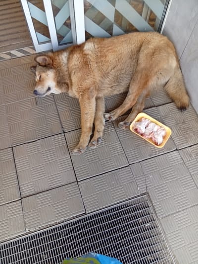 A medium-sized dog with light brown fur sleeps on a tiled floor next to a container of raw meat. The dog is lying on its side with its head resting on the floor. The tiles are square and arranged in a pattern. In the background, there is a white and glass door and a metal drain grate. The scene appears to be outdoors, possibly on a porch or patio.