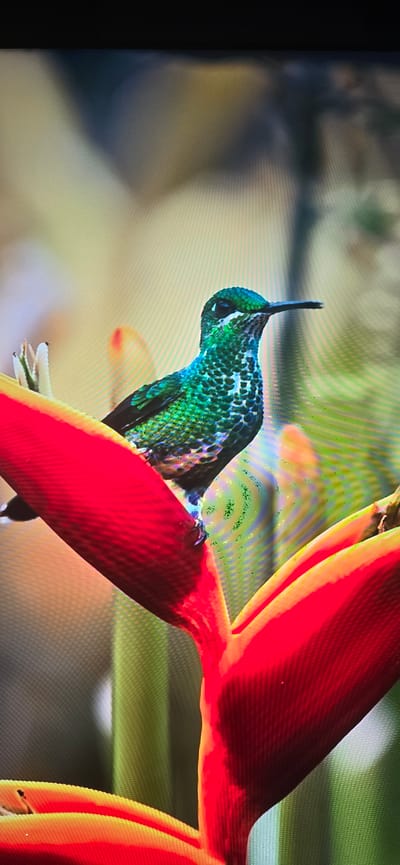 A vibrant, iridescent green hummingbird with white speckles on its throat and chest is perched on a bright red and yellow Heliconia flower. The bird's beak is long and slender, and its eye is a dark, beady orb. The background is a soft blur of greens and yellows, suggesting a lush, natural environment. The image appears to be a close-up photograph, highlighting the intricate details of the bird's plumage and the flower's structure.

This image does not depict any location in the city of Lippstadt, Germany. It is a photograph of a hummingbird and a Heliconia flower, likely taken in a tropical or subtropical region where these species are found.