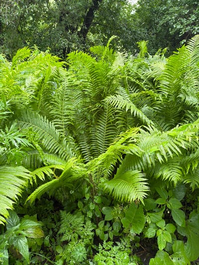 The image depicts a dense cluster of vibrant green ferns and other lush undergrowth, characteristic of a forest floor or shaded garden. The foliage is rich and varied, with large, feathery fronds dominating the scene, interspersed with smaller, more delicate leaves. The overall impression is one of natural abundance and verdant growth. The environment appears damp, with water droplets visible on some of the leaves, suggesting recent rain or dew. The background is blurred, showing the darker tones of tree trunks and foliage, creating a sense of depth and hinting at a woodland setting. There are no people or animals present in the image, and no discernable man-made objects, suggesting a naturalistic environment. The location is specified as the city of Nikulskoye, Russia.