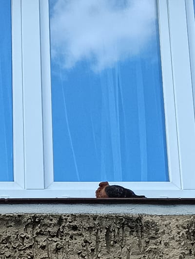 A small bird, likely a pigeon, rests on a window ledge outside a building. The bird is predominantly dark gray with some reddish-brown coloring on its head and chest. It is facing to the left, with its head tucked down. The window behind the bird is made of white uPVC and reflects a bright blue sky with some clouds. The building beneath the ledge is rough-textured and appears to be made of concrete or stone. The scene is captured from a slightly upward angle. The location is a city in Poland, specifically Ciechanowiec.