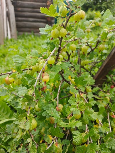 A close-up shot captures a branch of a gooseberry bush laden with unripe fruit, set against a softly blurred background of green foliage and a rustic wooden fence. The gooseberries are a vibrant green, with some showing hints of yellow and red, indicating their early stage of ripeness. They hang in clusters from thin, woody branches, some still adorned with their small, delicate red stems. The leaves of the bush are a rich green, deeply lobed, and appear slightly damp, suggesting recent rain or dew.

In the background, the weathered horizontal planks of a wooden structure, likely a fence or part of a building, provide a textural contrast. Beyond the fence, more greenery suggests a natural or garden setting, with tall grass and distant trees partially visible. The overall lighting is soft and diffused, hinting at an overcast day, possibly in the morning or late afternoon.

The scene is peaceful and suggests the bounty of a summer garden in Medvedyovka, Russia. There is no visible text in the image. The focus is entirely on the natural beauty of the gooseberry bush and its developing fruit.