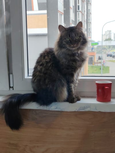 A medium shot captures a long-haired, tabby cat sitting on a windowsill. The cat is facing the camera with bright green eyes and is wearing a collar with a small tag. To the right of the cat, a red Nescafé mug sits on the windowsill. Through the window, a blurred urban landscape is visible, featuring apartment buildings and trees. The windowsill is white, and the ledge below is made of wood. The scene is likely indoors, looking out onto a city street. The location is identified as Zhabinka, Belarus.