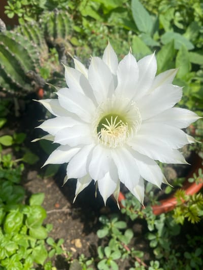 The image shows a close-up of a large, white cactus flower in full bloom. The flower has numerous delicate petals that are white with hints of yellow and green at their base, and a prominent central stamen structure. The background is blurred but shows lush green foliage and what appears to be other cacti. The lighting suggests it is daytime, with sunlight illuminating the flower. The scene is naturalistic, likely outdoors in a garden setting. There are no people or specific urban landmarks visible. The provided location "Oktiabrskaya, Russia" is not visually verifiable from the image content.
