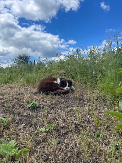 A curled-up brown and white cat rests in a field of tall grass and dry vegetation under a blue sky with puffy white clouds. The location is Popasne, Ukraine. A lone tree is partially visible in the lower left corner of the frame. Some green plants and brown, dried grass are on the ground.