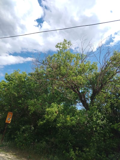 The image depicts a rural scene in Жернов ауылдық округі, Kazakhstan, under a bright, partly cloudy sky. A prominent feature is a line of dense green trees and foliage that dominates the lower half and right side of the frame. A large tree with some dead branches is visible in the upper right portion of the foliage. A thin black wire stretches horizontally across the upper part of the image, likely a power or telephone line. In the lower left, an orange rectangular sign with a black border is partially visible, displaying the number "20" within a circle and a silhouette of children crossing. The ground in the foreground is a dirt path or road.