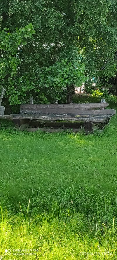 In Võru linn, Estonia, a rustic, weathered wooden bench sits nestled on a patch of lush green grass, overshadowed by a dense canopy of vibrant green trees. The bench is composed of thick, aged wooden planks, showing signs of wear and moss growth, giving it a timeless, antique appearance. The surrounding grass is tall and unkempt, adding to the natural, untamed feel of the environment. In the background, a glimpse of a vehicle and a building can be seen through the foliage, suggesting the presence of human habitation nearby, though the focus remains on the weathered bench and its natural surroundings.