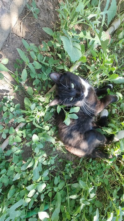 In Uzynagash, Kazakhstan, a black and white cat with green eyes is lying on its back amidst lush green foliage. The cat's fur is predominantly black, with white markings on its chest and paws. Its eyes are wide open and fixed on the viewer, giving it an alert expression. The surrounding environment appears to be a natural setting, possibly a garden or a park, with a mix of weeds and other low-lying plants. The ground is partially visible, covered in dirt and dry grass. A light-colored cylindrical object, possibly a piece of pipe or wood, lies near the cat. The scene is illuminated by natural sunlight, casting shadows on the ground and highlighting the textures of the cat's fur and the surrounding vegetation. The image is captured from a top-down perspective, allowing for a clear view of the cat and its surroundings.