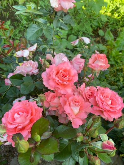 The image shows a close-up view of a rose bush with multiple pink roses in various stages of bloom. Some roses are fully open, revealing their layered petals, while others are still developing buds. The petals appear delicate and are speckled with small water droplets, suggesting recent rain or dew. The leaves of the rose bush are a deep green and are also wet. The background is a blur of green foliage and some lighter-colored flowers, indicating a garden setting. The image is taken from a slightly elevated perspective looking down onto the roses. There are no people or animals visible in the scene. The environment appears to be natural and outdoors, likely a garden.