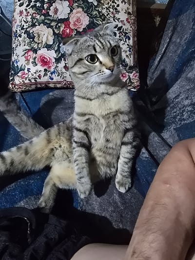 The image shows a tabby cat lying on its back on a dark blue surface, possibly a blanket or carpet. The cat is positioned on top of a floral-patterned pillow, with pink, white, and red roses depicted on a cream-colored background. The cat's paws are extended upwards, and its eyes are wide open, looking towards the camera. To the right of the cat, a person's leg and arm are visible, appearing pale and possibly showing some texture from skin. The setting appears to be indoors, with artificial lighting casting shadows. The time of day is not definitively discernible, but the lighting suggests it could be evening or a dimly lit indoor space. There are no visible text elements in the image. The overall mood conveyed by the cat's pose and expression is one of playfulness or curiosity. The scene is situated in Serebriansk, Kazakhstan.