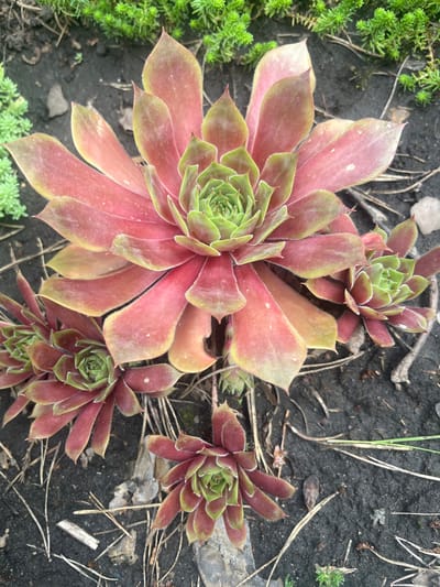 The image shows a close-up, top-down view of several sempervivum plants growing in dark soil. The largest sempervivum in the center has large, reddish-pink succulent leaves with green tips. Smaller sempervivum rosettes are visible around the main plant, some appearing more green and red. The plants are surrounded by dark, loamy soil with some dried pine needles and small twigs scattered on the surface. In the background, out of focus, is a dense patch of small, bright green succulents. The scene appears to be an outdoor garden or natural planting area. The location is identified as Starozhivotinnoe, Russia.