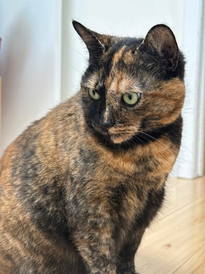 A tortoiseshell cat is lying down. It is indoors, as the background shows a white wall and a wooden floor. The cat is looking at the camera with its head tilted to the left.
There is no indication as to the location of the city of Port Washington in the United States of America, therefore it is not possible to provide information about this specific location.