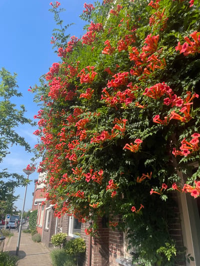 This media file captures a vibrant scene of trumpet-shaped, orange-red flowers cascading down a vine against a bright blue sky. The foliage is lush and green, providing a striking contrast to the blossoms. In the background, a brick building with white trim and windows is visible, suggesting a residential or commercial setting. A paved walkway runs alongside the building. A street with parked cars and a streetlamp can be seen further in the distance, indicating an urban or suburban environment. The clear sky and bright sunlight suggest it is daytime, likely on a sunny day. The flowers appear to be in full bloom, creating a visually appealing and lively atmosphere. The image is oriented vertically, with the flowers and building dominating the frame. The overall impression is one of natural beauty and a pleasant, sunny day in a European setting, possibly Venlo, Netherlands.