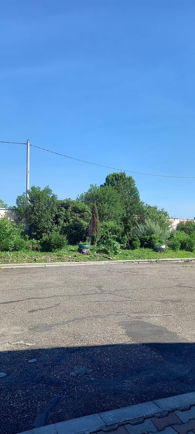 The image depicts a bright, sunny day with a clear blue sky. In the foreground, there is a paved surface, possibly a road or parking lot, with a shadow cast across it. Beyond the paved area, a line of greenery forms a backdrop. This greenery consists of various trees and bushes, some appearing dense and lush, while others are more sparse. A tall, slender pole with a wire extending horizontally across the scene is visible on the left side of the image, above the foliage. In the mid-ground, nestled within the greenery, are two weathered tree stumps, each topped with a green tire. These tires appear to be serving as planters, with some vegetation growing within them. In the distance, behind the greenery, hints of buildings with light-colored walls are visible. The overall impression is one of an outdoor area, possibly on the outskirts of a residential or industrial zone, with some attempts at landscaping using repurposed materials. The location is identified as being in the city of Andzhero-Sudzhensk, Russia.