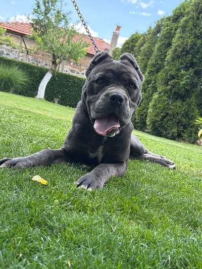 A blue-gray Cane Corso dog lies on its side in a green lawn in Bratia Kunchevi, Bulgaria. Its mouth is open with its tongue protruding. A chain is attached to its collar. In the background is a low stone wall, a white painted tree trunk, and a building with a red tile roof. A green tree is also visible. The sky is partly cloudy. A single yellow leaf rests on the grass next to the dog.