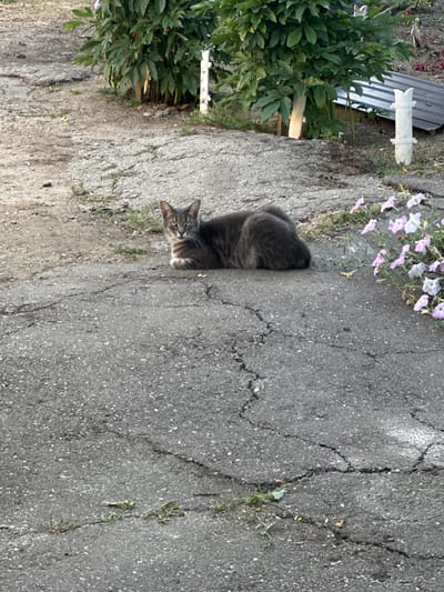 A grey tabby cat is resting on a cracked asphalt surface, partially obscured by its own body. The cat is looking directly at the camera with its head slightly tilted. Its fur is a mix of grey and brown stripes. To the left of the cat, a lush green bush is visible, with some pink and purple flowers blooming at the top. Behind the bush, a piece of corrugated metal sheeting and a white decorative object are partially visible. The scene appears to be outdoors, possibly in a garden or yard. The lighting suggests it might be daytime, with soft shadows. The overall mood is calm and natural, with the cat appearing relaxed and curious. There is no visible text in the image.