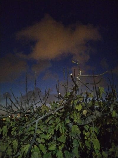 A night scene captures a fig tree with pruned branches and vibrant green leaves against a backdrop of a dimly lit sky. Above, clouds, illuminated by an unseen light source, glow in hues of orange and brown. The sky transitions to a deep blue, and faint lights from a distant cityscape are visible in the background. The branches and leaves create a textured foreground, enhancing the contrast between the natural elements and the atmospheric sky.