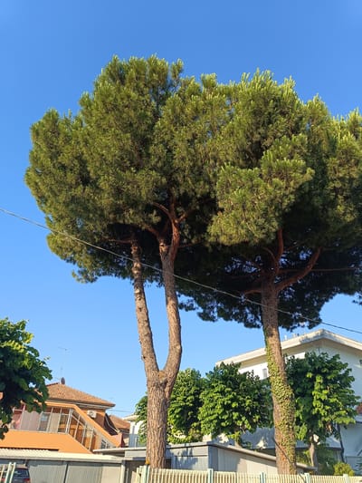 This image depicts an outdoor scene in Riccione, Italy, on a clear, sunny day. The primary subjects are two large pine trees with full green canopies and rough, textured bark. Their trunks are thick and the branches spread out wide, creating a sense of lushness. One of the tree trunks is partially covered in ivy.
In the background, several buildings are visible. To the left, there's a house with an orange-tiled roof and a distinctive glass-enclosed structure. To the right, a white building with multiple windows is partially obscured by trees. A light gray fence runs across the bottom of the frame, separating the foreground from the buildings. A power line stretches horizontally across the upper portion of the image, cutting through the clear blue sky.
The time of day appears to be late afternoon or early evening, suggested by the warm sunlight casting shadows and highlighting the edges of the tree foliage. The clear blue sky indicates fair weather. The presence of buildings and trees suggests a residential or semi-urban setting. There are no people visible in the image, and no text is present. The overall impression is one of a serene, sunlit day in a Mediterranean environment.