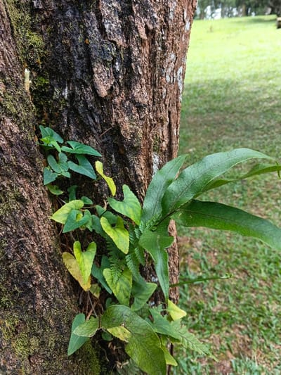 A close-up reveals the textured bark of a tree trunk, hosting vibrant green foliage. Several varieties of plants intertwine, including a fern with slender, elongated leaves and heart-shaped leaves tinged with yellow. Moss clings to the bark in patches. A backdrop of grassy lawn provides a natural setting.