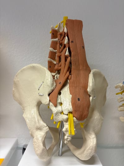 A detailed anatomical model of the human pelvis and lumbar spine is displayed against a white, textured wall. The model, made of plastic, features beige pelvic bones, including the ilium, ischium, and pubis, connected by white sutures. The lumbar vertebrae are visible, with intervertebral discs represented by white structures. The musculature of the lower back is depicted in a reddish-brown color, with some individual muscle fibers rendered. Bright yellow structures, likely representing nerves or spinal cord elements, emerge from the vertebral column and extend downwards. The model is mounted on a silver metal stand, which is partially visible at the bottom of the frame. The lighting is even, casting soft shadows.
This image was taken at the Stauffenberg-Gymnasium in Fellbach, Germany. The model is part of the school's biology or anatomy classroom resources.