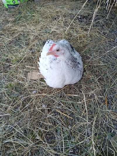 A young chicken with white and black speckled plumage is resting on a patch of dry grass and soil. The chicken's head is turned slightly to the left, revealing its reddish comb and a bright eye. The background consists of more dry grass and some fallen leaves. A green bag with some text in a foreign language is partially visible in the upper left corner of the image, suggesting the location might be an agricultural area. The scene depicts a chicken in a natural, outdoor environment.