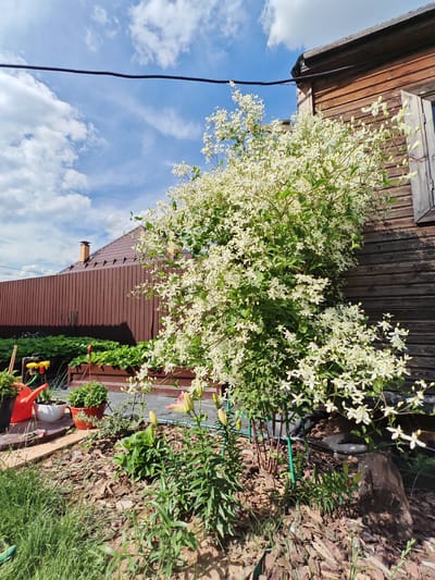 The media file depicts a sunlit garden scene in Titovo, Russia. A large, blooming white clematis vine climbs the weathered wooden wall of a building, its delicate flowers creating a vibrant display against the rustic backdrop. To the left, a brown corrugated metal fence encloses a garden bed filled with lush green plants, possibly strawberries, and a red watering can. Raised garden beds are also visible, one with potted plants and another with dark soil.

The sky above is a bright blue with scattered white clouds, suggesting pleasant weather. The time of day appears to be late morning or early afternoon due to the quality of the sunlight and the shadows cast. A dark cable runs horizontally across the upper portion of the frame, attached to the building and possibly to a utility pole out of frame. The overall impression is one of a well-maintained and blooming garden, with hints of rural or suburban life. There is no visible text in the image.