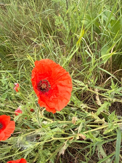 A close-up, eye-level shot captures a vibrant red poppy in full bloom amidst a field of tall, green grass. The poppy's delicate petals are slightly ruffled, and its dark center is clearly visible. Several other poppies, in various stages of bloom, are scattered throughout the frame, their red petals peeking out from the dense foliage. The grass appears damp, with small water droplets clinging to the blades, suggesting recent rainfall or dew. The background is a blur of green and brown, indicative of a natural, outdoor environment. The scene is peaceful and serene, evoking a sense of rural beauty.