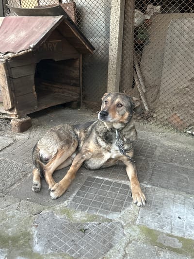 A medium-sized, brindle and tan mixed-breed dog lies on a concrete tiled surface in an outdoor enclosure in Bukovlak, Bulgaria. The dog is positioned with its front paws extended and hind legs tucked to the left, head held high and turned towards the right. A silver metal chain is attached to a collar around its neck. To the left of the dog is a weathered wooden dog house with a reddish-brown corrugated metal roof, elevated on bricks, and the name "GARY" is visible above its entrance. A chain-link fence with concrete support posts forms the background, behind both the dog and the dog house. The ground is paved with square concrete tiles, exhibiting some staining or wet areas.