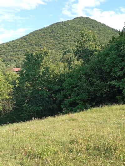 The image depicts a pastoral landscape with a prominent, tree-covered mountain in the background, against a backdrop of a partly cloudy sky. In the midground, a dense forest lines the foothills of the mountain, with a glimpse of a red-tiled roof, suggesting human habitation, possibly a house, partially obscured by the foliage. The foreground is a sun-drenched meadow, characterized by tall grasses and scattered wildflowers, sloping upwards towards the treeline. The overall impression is one of natural beauty and rural tranquility, set in the region of Veliatyno, Ukraine.