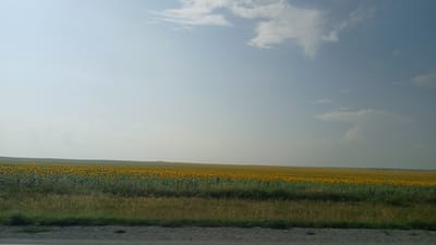 The image shows a vast field of sunflowers stretching towards the horizon under a pale blue sky with scattered clouds. The foreground features a strip of grass and a dark, textured surface that could be a road or pathway. The field of sunflowers is dense and appears to cover a significant area. The overall impression is one of a rural, agricultural landscape. The provided location information is the city of Kurya, Russia.