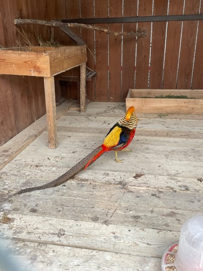 The image captures a vibrant Golden Pheasant perched on a weathered wooden wall inside what appears to be an aviary or animal enclosure in Timofeevka, Russia. The bird, with its distinctive golden crest, black and yellow striped face, bright red and blue body plumage, and extremely long, spotted black and white tail, is the central subject. It stands with its yellow legs on a light-colored wooden plank wall, facing slightly left.
The setting is an indoor space predominantly constructed from wooden boards. The wall and floor directly beneath the bird are made of lighter, aged wooden planks, showing signs of wear and dirt. To the left, a darker, reddish-brown slatted wooden wall is visible. A simple wooden perch or stand, with some hay or straw, is located in the lower-left foreground, and a natural wooden stick leans against the darker wall. In the upper-right corner, a white and red bird feeder containing seeds or grains is partially visible. Another wooden shelf or feeder box containing green foliage, possibly hay or grass, is mounted on the wall above and behind the pheasant.
The scene depicts a calm moment, with the pheasant appearing still, likely resting or observing its surroundings. The lighting suggests daytime. No people are visible, and no discernible text is present in the image. The overall impression is one of a rustic, functional enclosure designed for the bird.