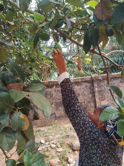 An outdoor scene in Ufuma, Nigeria, captures an adult female reaching for an avocado on a tree. The individual, positioned on the right, faces left with her right arm extended upwards, fingers grasping a green, unripe avocado fruit. She wears a dark blue long-sleeved shirt with a yellow floral pattern and white cuffs, complemented by a multi-patterned headwrap in blue, white, black, and yellow. The foreground and left side are dominated by the avocado tree's branches and green leaves, some exhibiting browning. A light-colored concrete or stone wall forms the mid-ground background, behind which distant sparse foliage is visible. The ground below the tree consists of dry dirt and scattered small rocks.