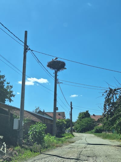 The image captures a rural road in Goran, Bulgaria, under a clear blue sky. Two storks are perched in a large nest constructed on top of a utility pole, which is strung with multiple wires. The nest is positioned in the upper center of the frame. To the left of the utility pole, another pole stands, also with wires. Along the left side of the road, a low building with a tiled roof and brick walls is visible, partially obscured by dense green foliage. On the right side of the road, more trees and buildings with tiled roofs are present. The road itself is unpaved in the foreground, transitioning to a paved surface further down, with tire tracks visible. The overall scene depicts a tranquil, everyday moment in a village setting.