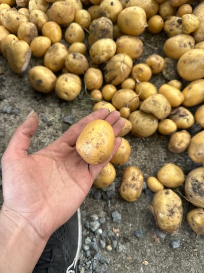 In Mlekarevo, Bulgaria, a person's hand is holding a small, oblong potato. The potato is light yellow with brown blemishes. The hand, with visible fingernails and skin texture, is positioned over a surface covered with numerous similar potatoes. These potatoes are of varying sizes and shapes, mostly appearing to be freshly harvested, with some dirt clinging to their skins. The ground beneath is a mix of rough, gray concrete and small stones. The background is filled with more potatoes, some partially obscured by others, suggesting a large quantity of them. The lighting suggests an outdoor environment, possibly a garden or a farm.