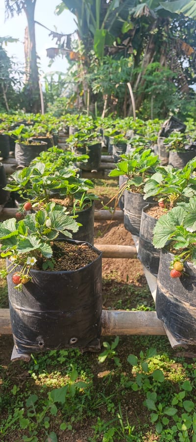 This is a medium-shot, vertical, outdoor photograph taken in Gisting Atas, Indonesia, showcasing a strawberry farm. The foreground features several black plastic bags, each containing a growing strawberry plant. Some of these plants have developing or ripe strawberries visible. The bags are arranged in rows and supported by bamboo poles. In the background, more rows of strawberry plants in similar black bags extend into the distance. The environment is lush and green, with trees and vegetation visible behind the strawberry plants. The sky is bright and overcast, suggesting daylight conditions. There are no people visible in the image.