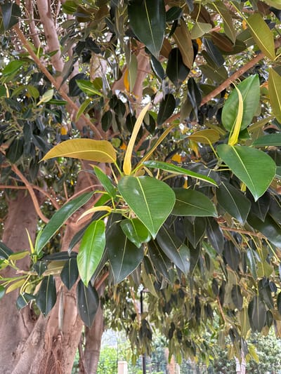 A close-up, eye-level shot focuses on the leaves and branches of a rubber tree, likely located in the city of Benirredrà, Spain. The foreground features several large, leathery leaves in various shades of green, some with a yellowish hue, indicating new growth. The texture of the leaves is smooth, with visible veins. A thick, textured tree trunk is partially visible on the left side of the image, showing its rough bark. The branches extend across the frame, supporting the foliage. In the background, the dense canopy of the tree creates a backdrop of varying shades of green, with glimpses of sunlight filtering through. The environment appears to be outdoors, possibly a park or garden, given the lush vegetation. There are no people or animals visible in the frame.