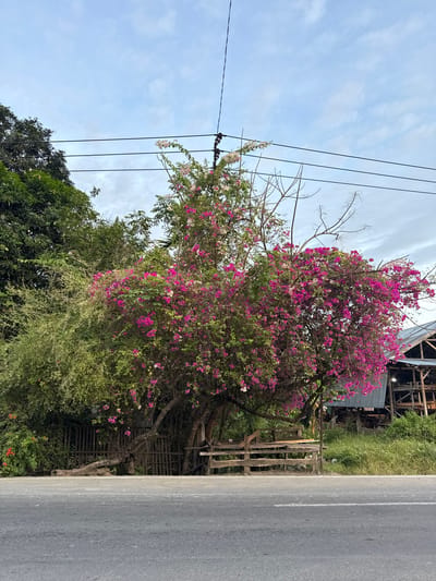 A vibrant outdoor scene captures a large flowering tree, likely bougainvillea, abundant with bright pink and some white blossoms, standing prominently on the right side of the frame. The tree's dense green foliage contrasts sharply with the colorful flowers.
A paved asphalt road stretches horizontally across the lower left portion of the image, marked by a white solid line along its edge. Beyond the road, beneath the flowering tree, a rustic wooden fence or barrier separates the road from lush green grass and additional vegetation. Further to the left, another large tree with dense, dark green foliage adds to the verdant landscape.
Overhead, a bright blue sky with scattered wispy white clouds dominates the upper half of the image. Several black utility lines, strung between unseen poles, traverse the sky diagonally from the upper left. Some bare, leafless tree branches reach upwards towards these lines. In the upper right background, a weathered wooden structure, possibly part of a building or scaffolding, is discernible.
The scene is illuminated by natural daylight, indicating it is daytime. The weather appears clear with light cloud cover. No people or animals are visible, and no specific activity is taking place. The overall impression is one of a peaceful, green roadside environment, consistent with the tropical setting of Pulorungkom, Indonesia. No visible text is present.