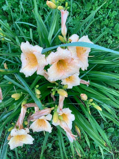 In Nikul'skoye, Russia, a close-up, high-angle view captures a cluster of peach-colored daylilies adorned with numerous water droplets after a rain. The flowers, some fully open and others in bud, are nestled amongst lush, green foliage. The dew-kissed petals showcase delicate veins and a soft, ruffled texture. Yellow buds are visible, some tightly closed and others partially unfurled. The background consists of dense green grass and smaller leafy plants. The overall impression is one of natural beauty and freshness after a recent shower.