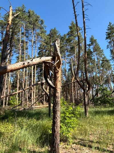 A forest scene in Korobivka, Ukraine, is depicted under a clear blue sky. The foreground features tall, slender pine trees with rough bark. One tree in the center is split vertically, with a large, broken branch extending horizontally across the frame. This branch is also split and shows exposed wood. To the left, another broken branch is visible, resting on lower branches.
The forest floor is covered in lush green grass and some smaller plants. In the background, a dense stand of pine trees stretches towards the horizon, with some of the trees appearing slightly bent or twisted. Fallen logs are visible on the ground among the trees. The lighting suggests it is daytime, with sunlight casting shadows. There are no people or animals present in the image.