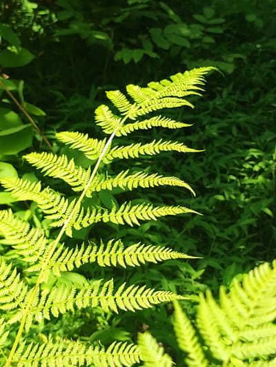 This is a close-up, vertical shot of bright green fern fronds in dappled sunlight. The main subject is a cluster of fern leaves, illuminated by sunlight which highlights their delicate, feathery structure. The fronds are arranged diagonally, with several distinct leaves branching out from a central stem that runs from the bottom left to the upper right of the frame. The light catches the edges of the fronds, creating a luminous effect, while the rest of the leaves are a deeper green, and some are in shadow.
The background is a dense, out-of-focus expanse of various green foliage, suggesting a natural setting like a forest floor or a garden. The shadows and highlights indicate it is daytime, likely morning or late afternoon when the sun is at an angle. There is no activity or event taking place; the image is a still life focusing on the beauty of the fern's texture and color. The overall mood is one of tranquility and natural beauty. No people, objects, or text are visible in the image. The location context provided is Makhinjauri, Georgia, which aligns with a lush, green, possibly coastal or forested environment where ferns commonly grow.