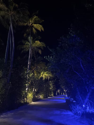The image depicts a nighttime scene of a pathway within the city of Himmafushi, Maldives. The path, appearing to be composed of sand or fine gravel, extends into the distance, curving slightly to the right. It is bordered on both sides by dense tropical vegetation. On the left side, several tall palm trees with visible trunks and fronds are illuminated from below by warm yellow-white ground-level lights, which also highlight the lower dense foliage. On the right side, a thick expanse of tropical shrubbery and smaller trees is distinctly bathed in cool blue light originating from similar ground-level fixtures. The dark night sky is visible above, between the tree canopy. No individuals, animals, or vehicles are present on the pathway. The overall lighting scheme creates a distinct color contrast between the two sides of the path.