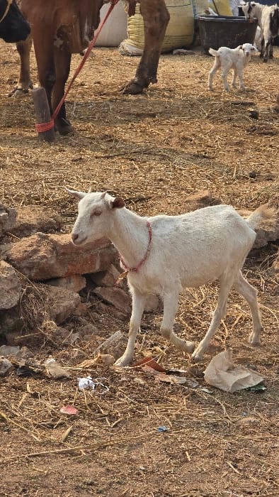 A white goat with a red rope around its neck stands amid dry grass and dirt. Rocky terrain surrounds it. A brown cow is partially visible in the lower left corner, tethered with a red rope. Other goats, including two small white kids, are farther in the background, near what appears to be bags of feed. Scattered debris, including plastic bags, litters the ground.