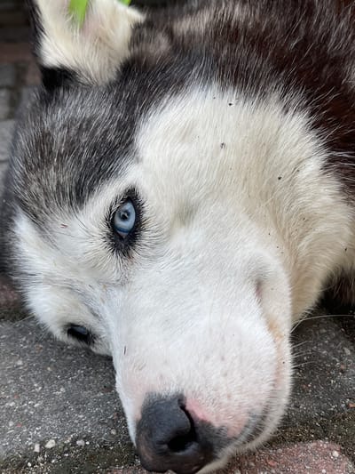 The image shows a close-up of a Siberian Husky dog's face. The dog has striking blue eyes, black and white fur, and a black nose. It appears to be lying down on a textured surface that resembles pavement or stone. The lighting suggests it is outdoors during the daytime. There is no information in the image to suggest the location is in the city of Куликово, Russia.