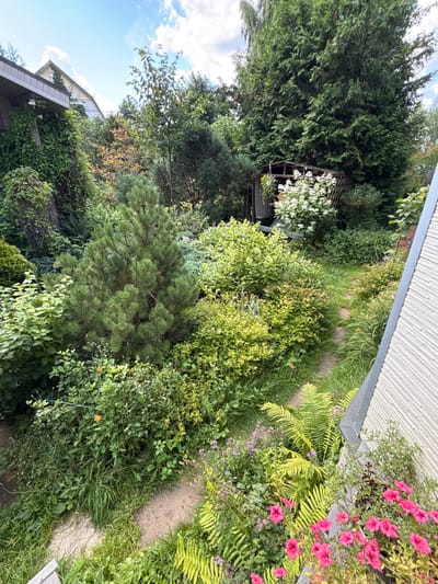 The image depicts a lush, overgrown garden with a winding stone path. The garden is densely planted with various trees, shrubs, and flowers, including a prominent pine tree in the foreground. In the background, a small wooden shed is visible, surrounded by white blooming bushes and hanging baskets. A portion of a house with a white-paneled wall and a sloped roof is seen on the right side of the frame, with a planter box filled with bright pink petunias. The scene appears to be in a suburban or rural setting, consistent with a garden in Залесье Снт, Russia, given the presence of dense vegetation and a modest wooden structure. The overall impression is one of a natural, somewhat wild, and well-established garden.