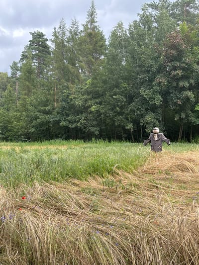 The image depicts a scarecrow standing in a field of dry, golden hay. The scarecrow is dressed in a dark grey jacket, a light-colored shirt or scarf around its neck, and a light-colored cap. It is positioned to the right of the frame, with its arms outstretched. The field in the foreground is covered in dense, dry grass, interspersed with a few small red and blue wildflowers. Behind the hayfield, there is a lush green field of growing crops, and beyond that, a dense forest of various trees. The sky above is overcast with clouds. The scene appears to be in a rural area.