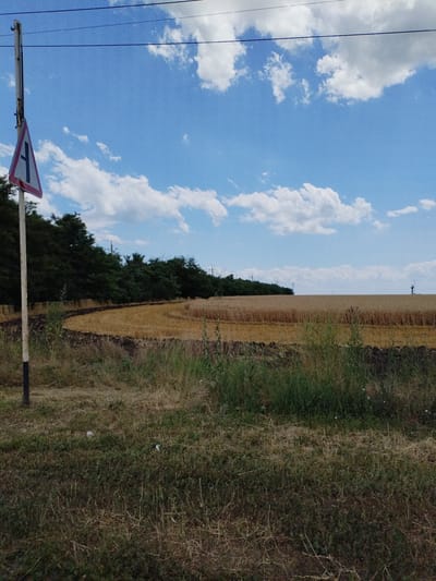 A traffic sign is on a pole on the left side of the image, pointing to the left. Behind it is a field of dry grass and a plantation of dark green trees. The field is bordered by a dark brown strip of land. Beyond this, a field of golden wheat stretches to the horizon under a blue sky with white clouds. In the distance, on the right side of the wheat field, a lone figure stands in silhouette. A few power lines are visible in the sky. The ground in the foreground is covered with dry grass and some green bushes. The image appears to have been taken in Novobessergenevka, Russia.