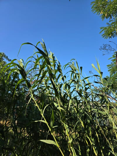 The image depicts a dense patch of tall, green plants, likely sorghum or a similar grain, growing in an outdoor setting. The plants are lush and vibrant, with long, sword-shaped leaves that arch and sway. The stalks are thick and segmented, some showing a yellowish hue where sunlight catches them.
The background is dominated by a clear, bright blue sky, suggesting a sunny day. To the upper right and left, the feathery foliage of trees can be seen, with some branches reaching into the frame. In the middle ground, beyond the plants, hints of a fence and possibly other structures or vegetation can be observed, though they are obscured by the density of the foreground plants.
The perspective is low, looking upwards through the stalks, which gives a sense of immersion within the growth. The lighting suggests the sun is positioned overhead or slightly to the side, casting dappled shadows and highlighting the texture of the leaves and stalks.
The scene is consistent with a rural or garden environment, potentially in Moscovei, Moldova, given the context provided, where such agricultural or ornamental plants might be cultivated. There are no people or animals visible in the image, and no specific actions are depicted beyond the natural growth and sway of the plants in what appears to be a calm outdoor environment. The overall impression is one of natural abundance and a bright, clear day.