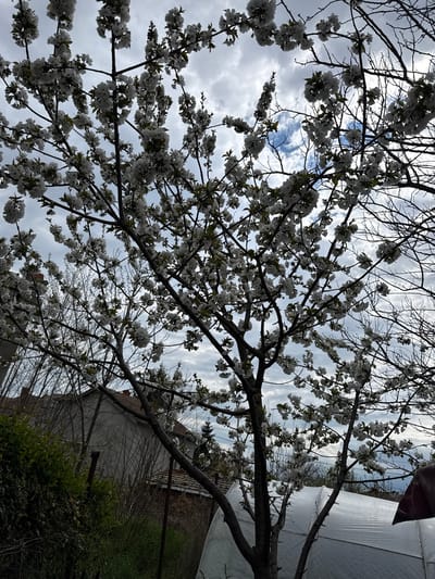 The image shows a tree with white blossoms against a cloudy sky. The branches are bare except for the blooms, which are densely clustered. Through the branches, glimpses of blue sky are visible. In the background, on the right, is a light-colored building, partially obscured by the tree and some greenery. Next to the house is a white tarp. The picture is rotated clockwise; the location, Sadievo, Bulgaria, is not identifiable from the content.